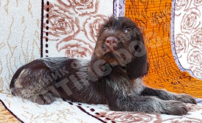 Щенок дратхаар